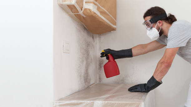 Professional Black Mold Remediation technician working in Greenville, MI