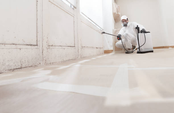 24/7 Emergency Black Mold Remediation experts in Greenville, MI
