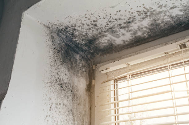 Affordable Black Mold Remediation solutions in Greenville, MI