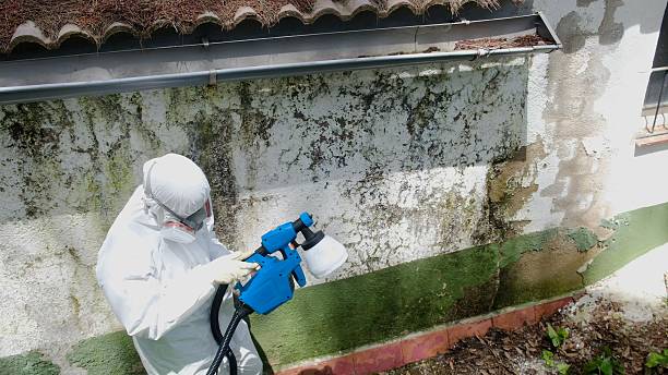 Top rated local Black Mold Remediation specialists in Greenville, MI